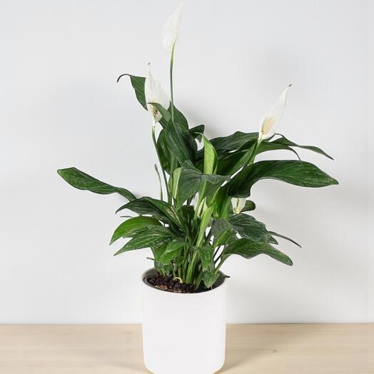 Beyaz Seramikte Spatifilyum