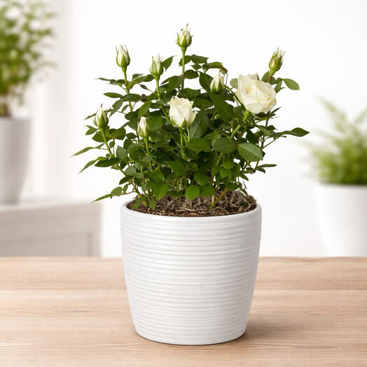 Potted White Rose – Elegant Live Rose Arrangement