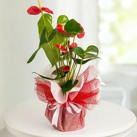 Potted Anthurium
