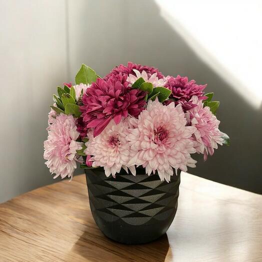 Siyah Saksıda Mor ve Pembe Krizantem Aranjmanı