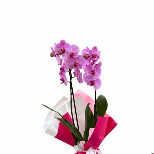 Pembe İthal Çift Dallı Orkide – Şık ve Uzun Ömurlu