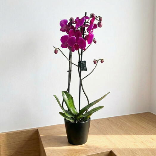 Purple Double-Stem Live Orchid – Symbol of Elegance