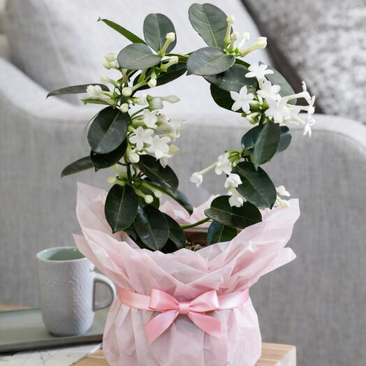 🤍Madagascar Jasmine (Stephanotis) 🤍