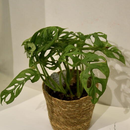 Monstera