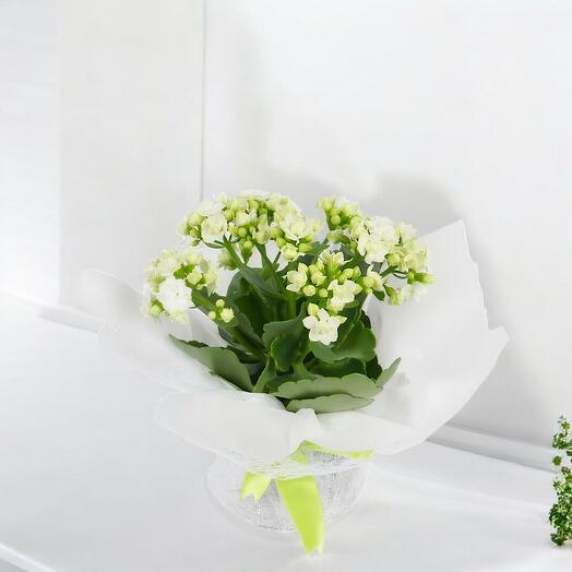 Indoor plant( kalanchoe)