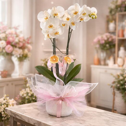 Çift dal katmerli Like orkide