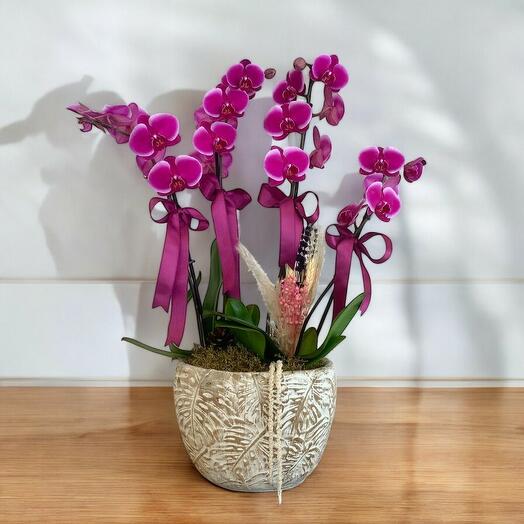 Fushsia orchids