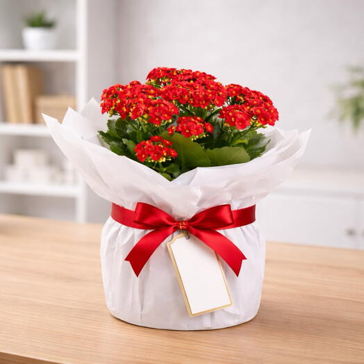 Red Kalanchoe Potted Plant | Live Kalanchoe Plant