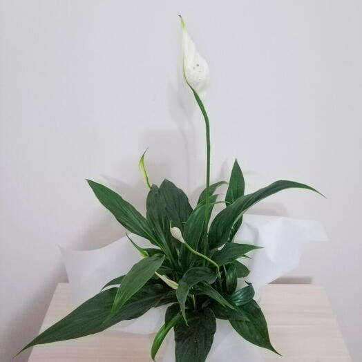 Iç mekan bitkisi Spatifilyum barış çiçeği