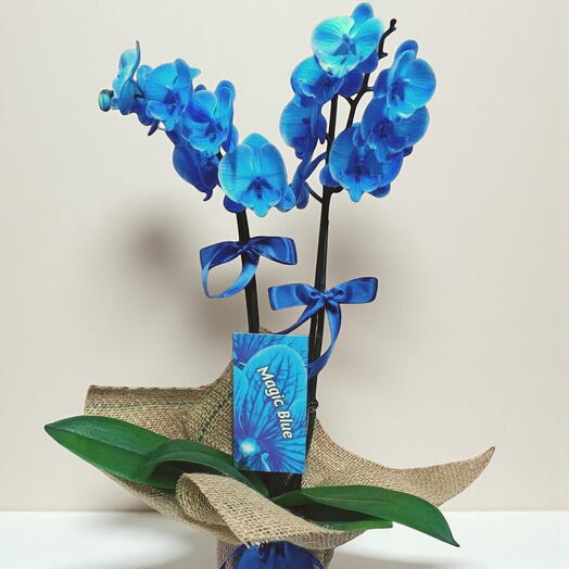 Çift dal mavi orkide