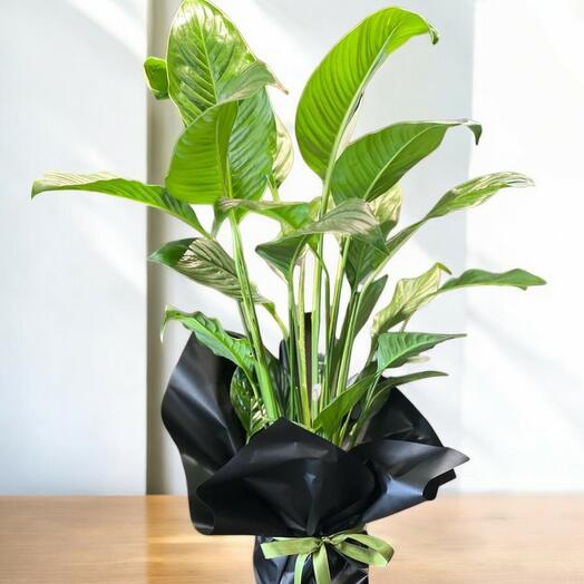 Barış Çiçeği (Spathiphyllum)