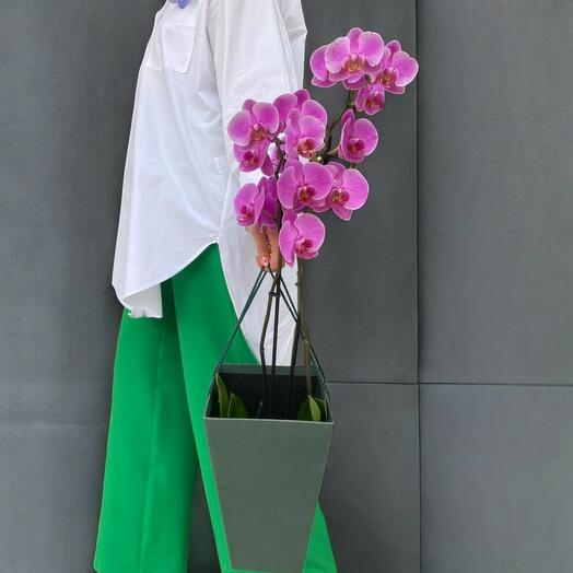 Çift Dallı Pembe Phalaenopsis Aphrodite Orkide