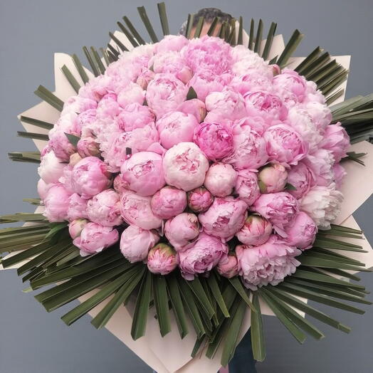 Şakayık çılgınlığı (poney bougeout)