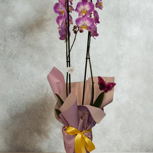 IVY Flower Mor Beyaz çift dallı orkide