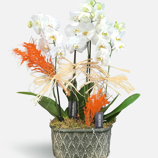 Beyaz Orkide Bahçesi