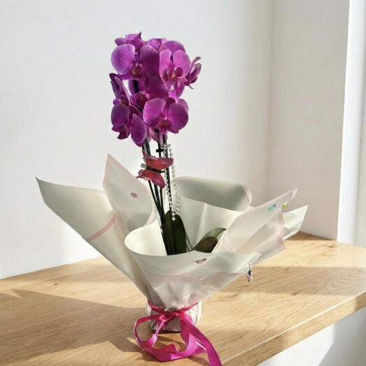 Purple Orchid – The Flower of Nobility