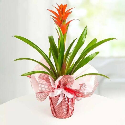 Guzmania Potted Plant