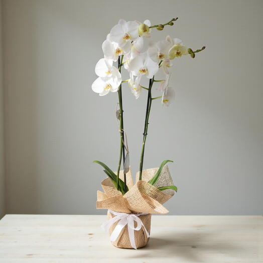 Beyaz Orkide (Double Branched White Orchid)