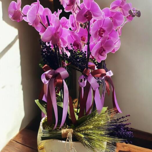 Decorating potted 8-stem orchid