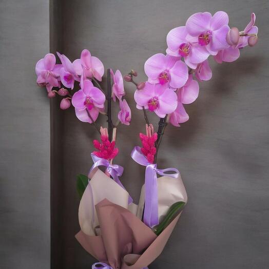 İkili Mor Orkide Saksı Çiçeği