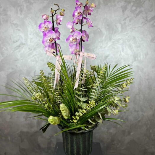 Orkide arajmanı çift dallı