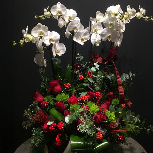 Noel'e Özel Orkideler HR679