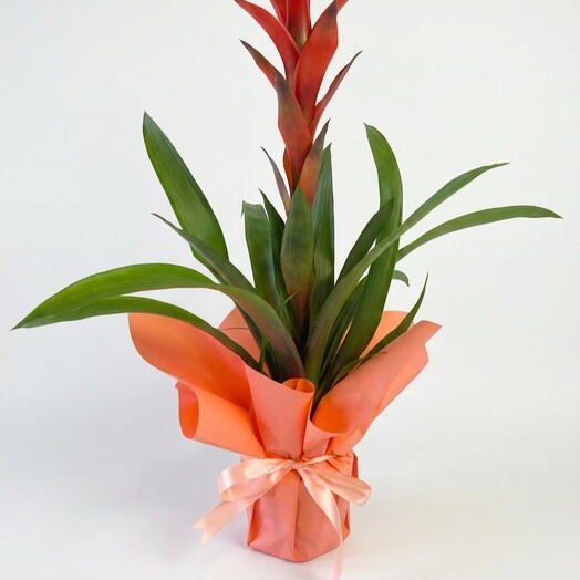 Guzmania in a salmon-colored bouquet