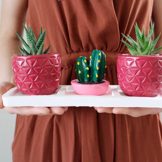 3 lu set 2 Saksıda Canlı Sukulent Howartia Kaktus Bahçesi