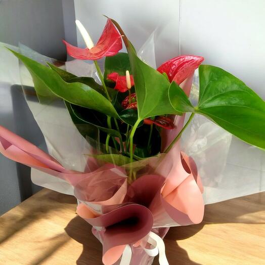 Anthurium (Flamingo Çiçeği)