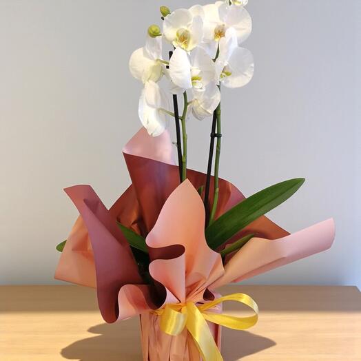 İvy Beyaz Orkide 2 dallı