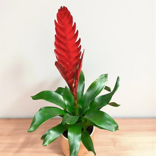 Vriesea - Kırmızı Alev Çiçeği