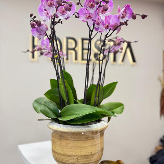 8 Dallı Premium Mor Orkide