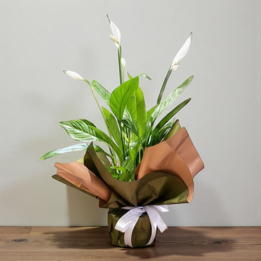 Spathiphyllum