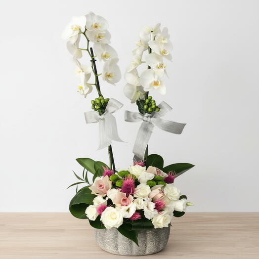 Orchid Arrangement