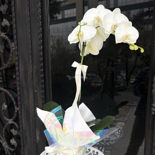 XL beyaz orkide tek dal yıl başı yeni yıl