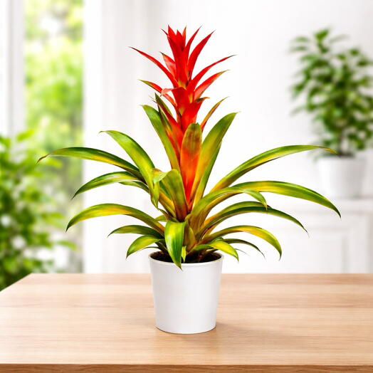 Red Guzmania Potted Plant | Live Tropical Plant🌺