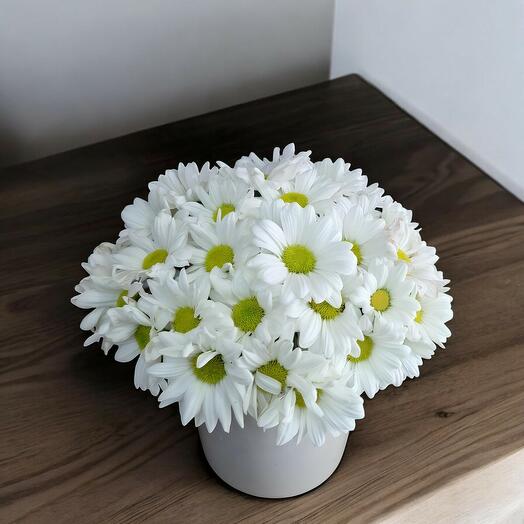 Beyaz papatya ruyasi