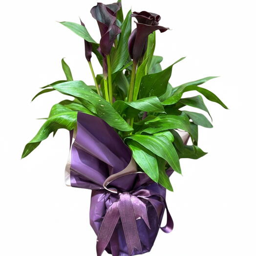 Saksıda Mor Gala Çiçeği – Özel Tasarım Şık Sunum