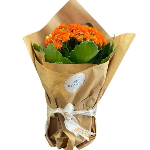 Kraft Ambalajlı Turuncu Kalanşo Saksı Çiçeği