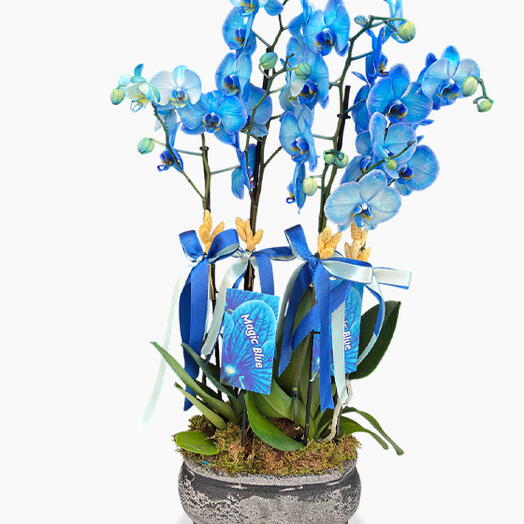 Magic Blue Orkide Aranjmanı