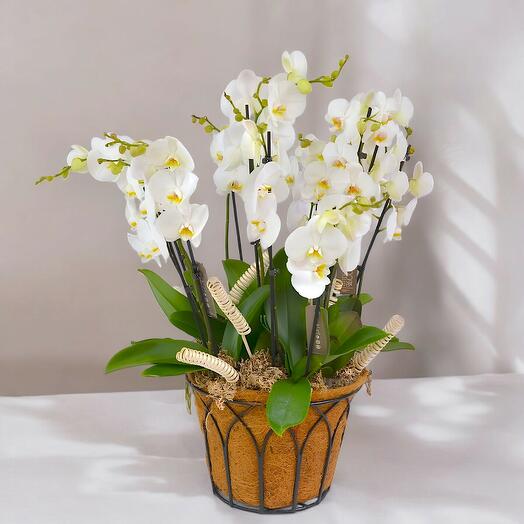 Orkide Aranjmanı