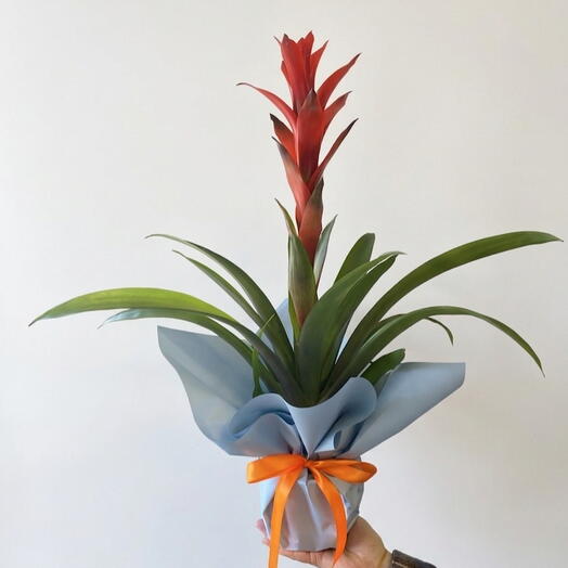 Guzmania in a pot with a blue bouquet and orange ribbon.