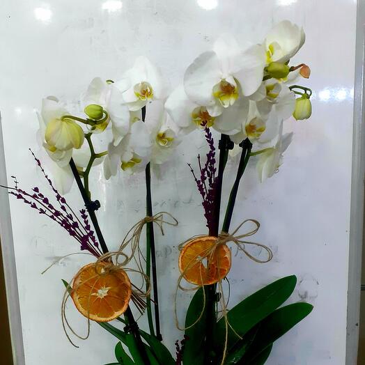 Seramik saksıda uç dal beyaz orkide dizayn