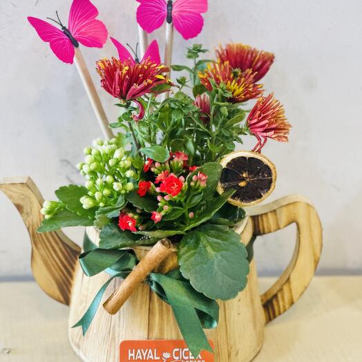 Saksıda pembe papatya ile kalanşo çiçeği