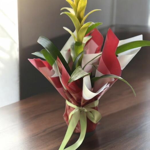 Guzmania