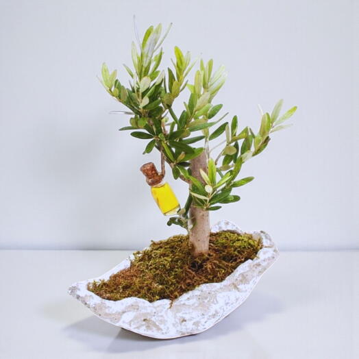 Кайык саксида зейтин агачы