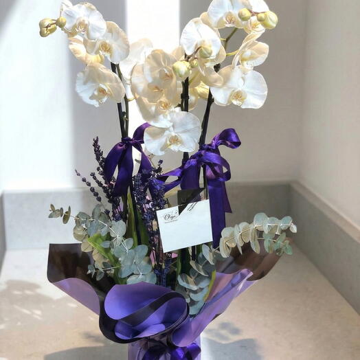 Üç Dallı Beyaz Orkide Aranjmanı