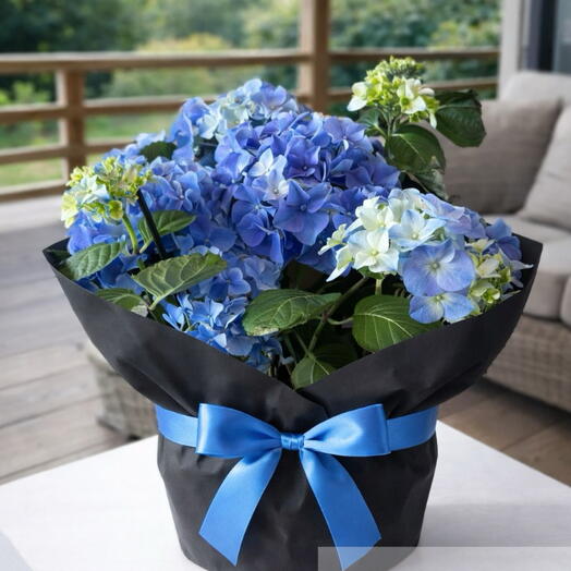🌿45 CM Saksıda Mavi Ortanca (Hydrangea) – Siyah Ambalajlı Şık Aranjman💙