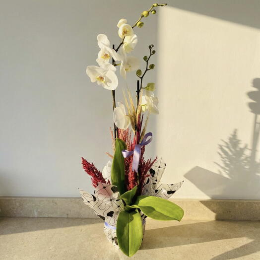 Çift dal beyaz ithal Orkide