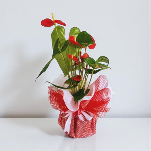 Antoryum Saksı Çiçeği